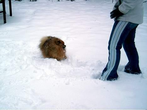 Pomeranian Rocky R.I.P. min skat - uhh det skønt billede 8