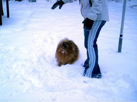 Pomeranian Rocky R.I.P. min skat - gi mig nu den snebold MOAR billede 9