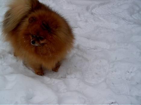 Pomeranian Rocky R.I.P. min skat - nøj vi fik sne endnu engang billede 10