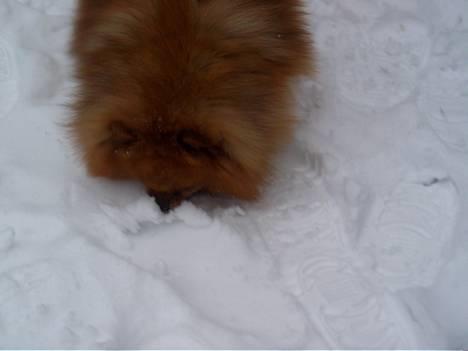 Pomeranian Rocky R.I.P. min skat - gumle gumle,, den sne smager altså bare sååååå godt billede 11