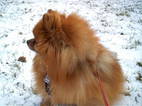 Pomeranian Rocky R.I.P. min skat - Blir ham snoppy da aldrig voksen, (skal rigtig spille stor og klog) billede 12