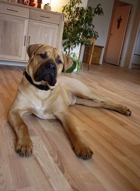 Boerboel ~ Victor ~ R.I.P - Ligger inde i stuen og er lækker (23 dec) billede 5