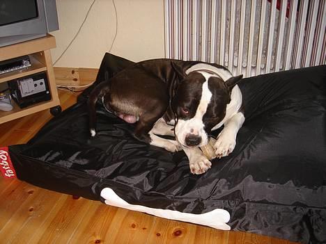 Amerikansk staffordshire terrier Buzz † 4. Oktober 2006  billede 10