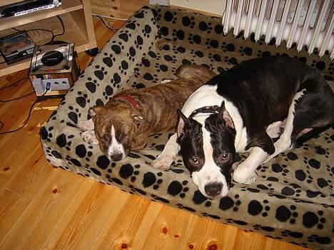 Amerikansk staffordshire terrier Buzz † 4. Oktober 2006  billede 11