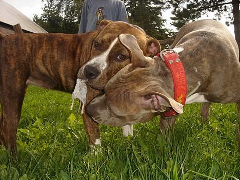 Amerikansk staffordshire terrier Highland Dear Coco - Snotten væk Sookie, det er MIN mus billede 18