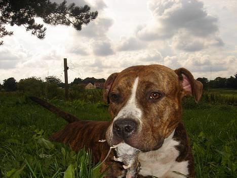 Amerikansk staffordshire terrier Highland Dear Coco - Coco BARF`er :) billede 19