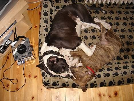 Amerikansk staffordshire terrier Highland Dear Coco billede 20