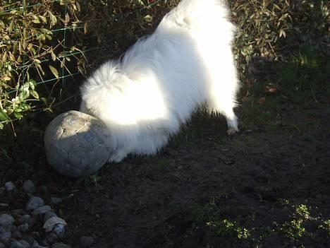 Japansk spids Inu-chibi amazing Kensei  - Farvel igen :D billede 20