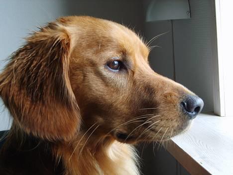 Blanding af racer Victor billede 1