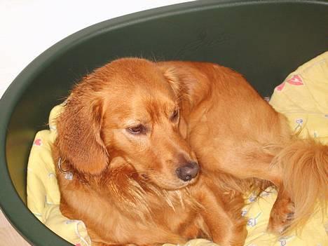 Blanding af racer Victor billede 2