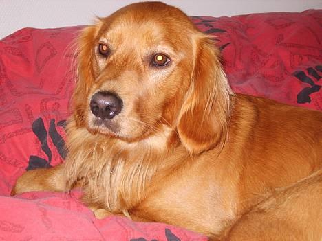 Blanding af racer Victor billede 3