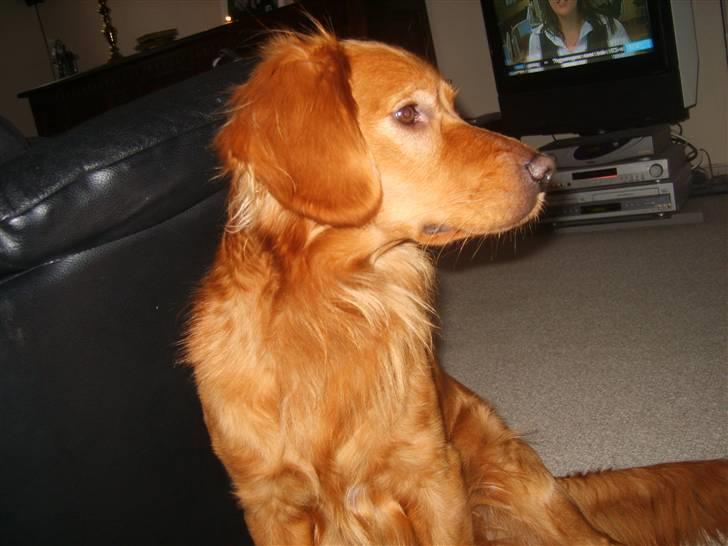 Blanding af racer Victor billede 4