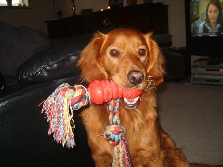 Blanding af racer Victor billede 5