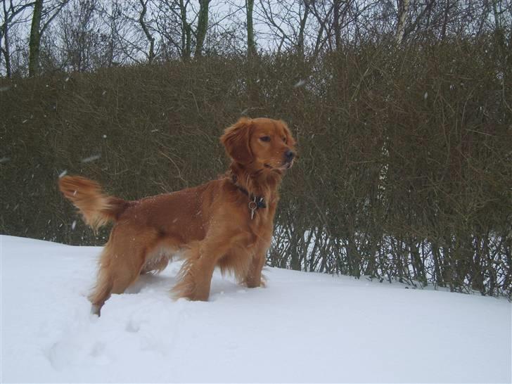 Blanding af racer Victor billede 6