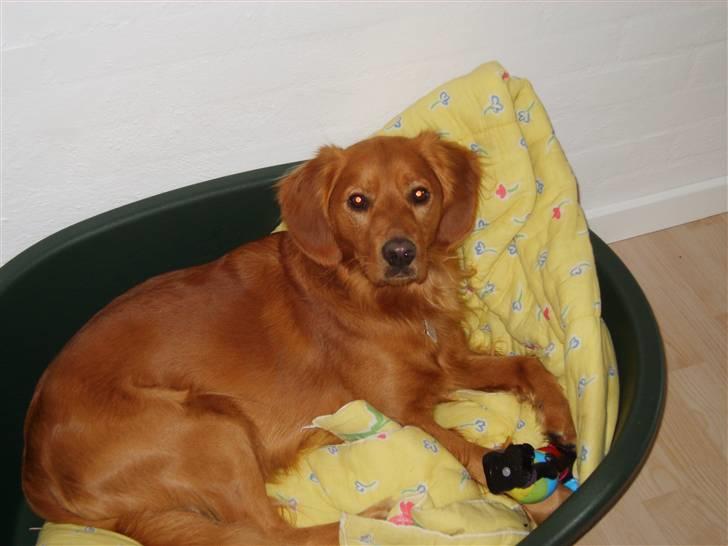 Blanding af racer Victor billede 7