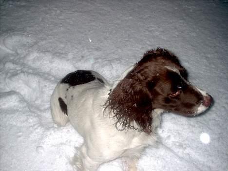 Engelsk springer spaniel tessan - Sødt... <333 billede 9