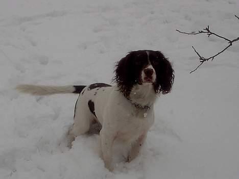 Engelsk springer spaniel tessan - Her er han så <333 billede 10
