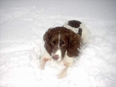 Engelsk springer spaniel tessan - Her er han igen billede 11