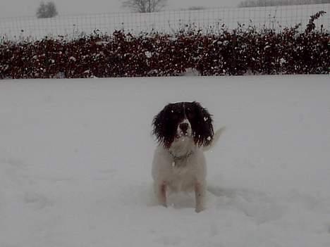 Engelsk springer spaniel tessan - Lidt langt væk.. billede 12