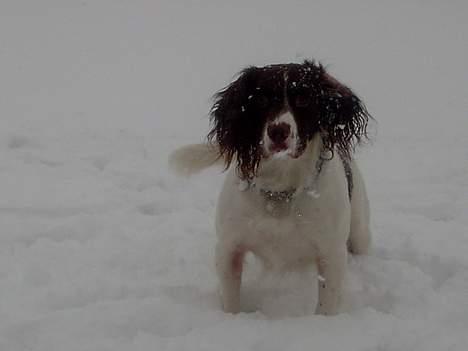 Engelsk springer spaniel tessan - Tessan<33 billede 13