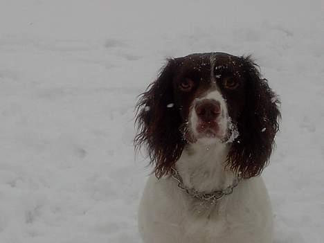 Engelsk springer spaniel tessan - Ham selv i profil :) billede 14