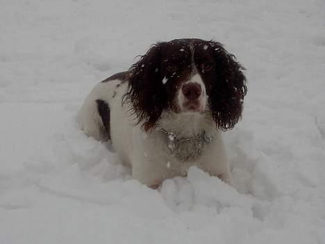 Engelsk springer spaniel tessan - Ligger ned og venter på jeg bliver færdig :D billede 15