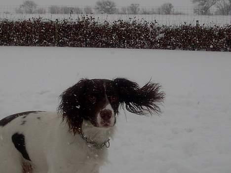 Engelsk springer spaniel tessan - Er på vej efter en boldt billede 16