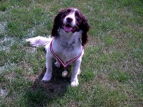 Engelsk springer spaniel tessan - Her har han været til jagt prøve.. tror det er der hvor han vandt :p billede 17