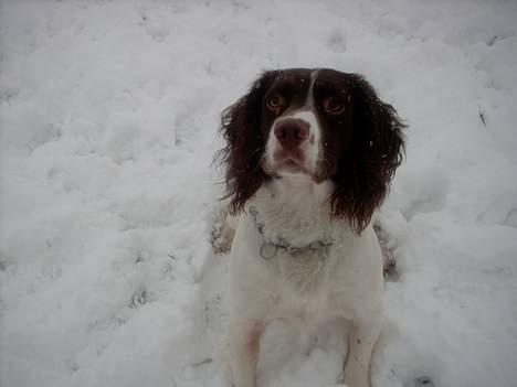 Engelsk springer spaniel tessan - Tellegøj <333 (hans kælenavn) billede 18