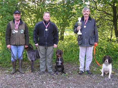 Engelsk springer spaniel tessan - Har har han vundet lydigheds prøven <333333 billede 19