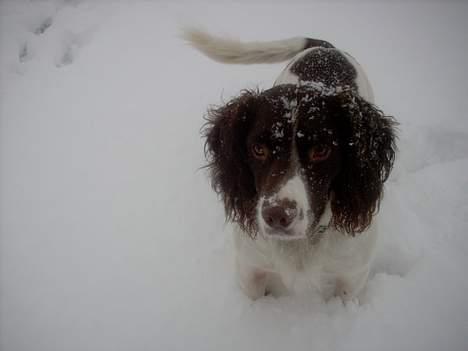 Engelsk springer spaniel tessan - Sidst men ikke mindst.. billede 20