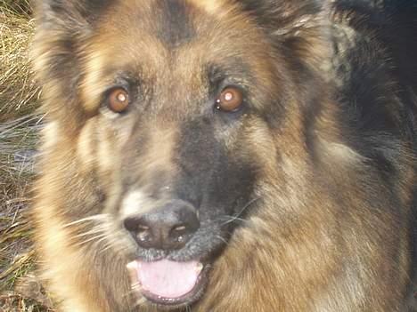 Schæferhund Sally # R.I.P # billede 1