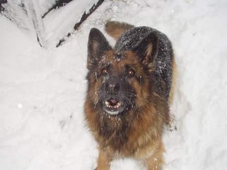 Schæferhund Sally # R.I.P # billede 2