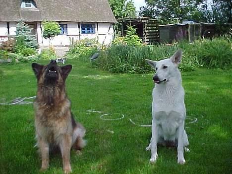 Schæferhund Sally # R.I.P # billede 3