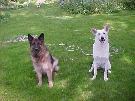 Schæferhund Sally # R.I.P # billede 4