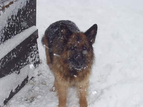 Schæferhund Sally # R.I.P # billede 5