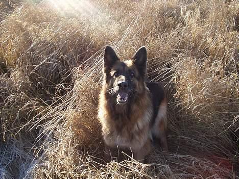 Schæferhund Sally # R.I.P # billede 6