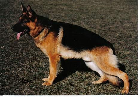 Schæferhund Sally # R.I.P # - Sally´s far Langtoftens Orkan billede 7