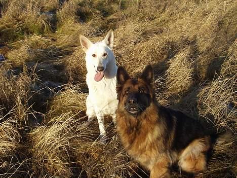 Schæferhund Sally # R.I.P # billede 8