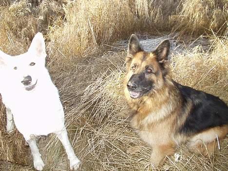 Schæferhund Sally # R.I.P # billede 9