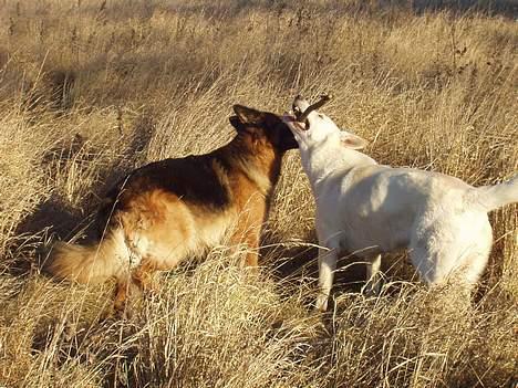 Schæferhund Sally # R.I.P # billede 10