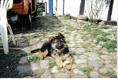 Schæferhund Sally # R.I.P # - sally første dag hjemme ;D billede 11