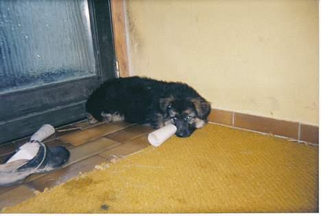 Schæferhund Sally # R.I.P # - hehe hvor sødt ;D billede 12