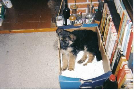 Schæferhund Sally # R.I.P # - sally sover ;D billede 13