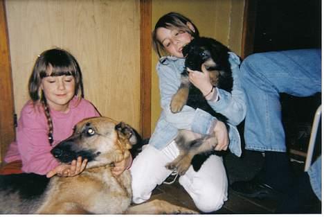 Schæferhund Sally # R.I.P # - sally og hendes mor fanta billede 15