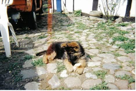 Schæferhund Sally # R.I.P # billede 16