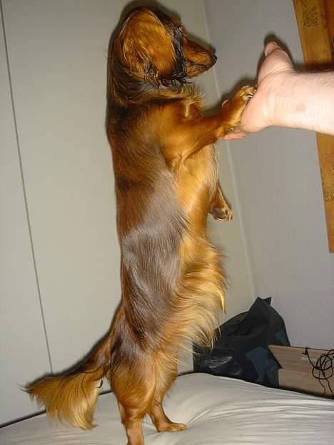 Gravhund Donna - Den flotte Donna Oest billede 1