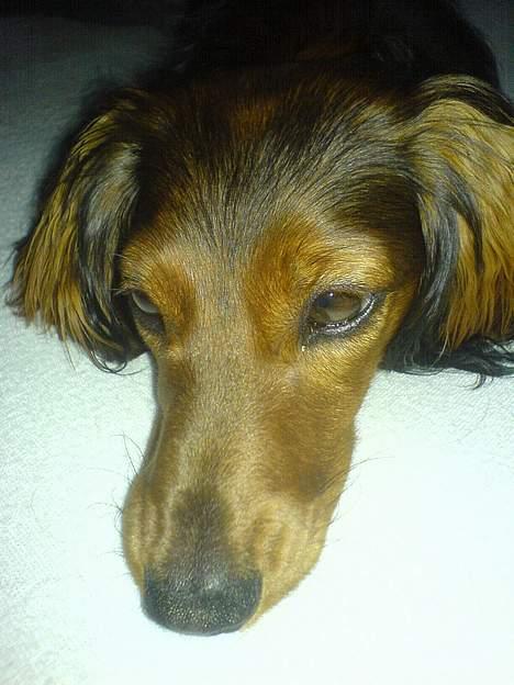 Gravhund Donna billede 2