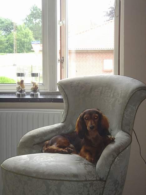 Gravhund Donna - Min stol billede 4