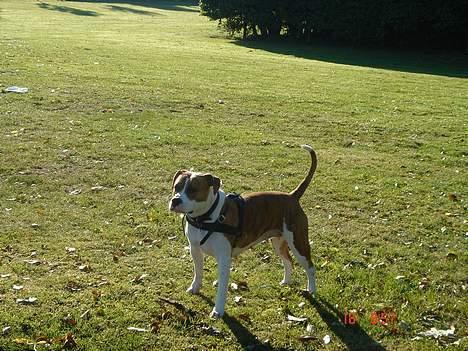 Blanding af racer Freja billede 5